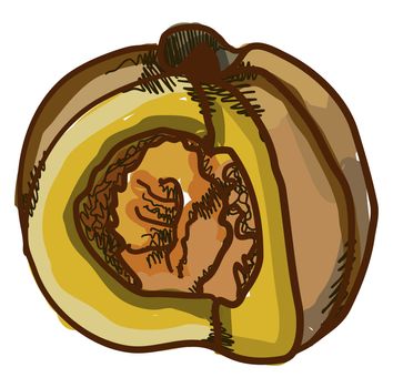 Calabaza squash pumpkin, illustration, vector on white background