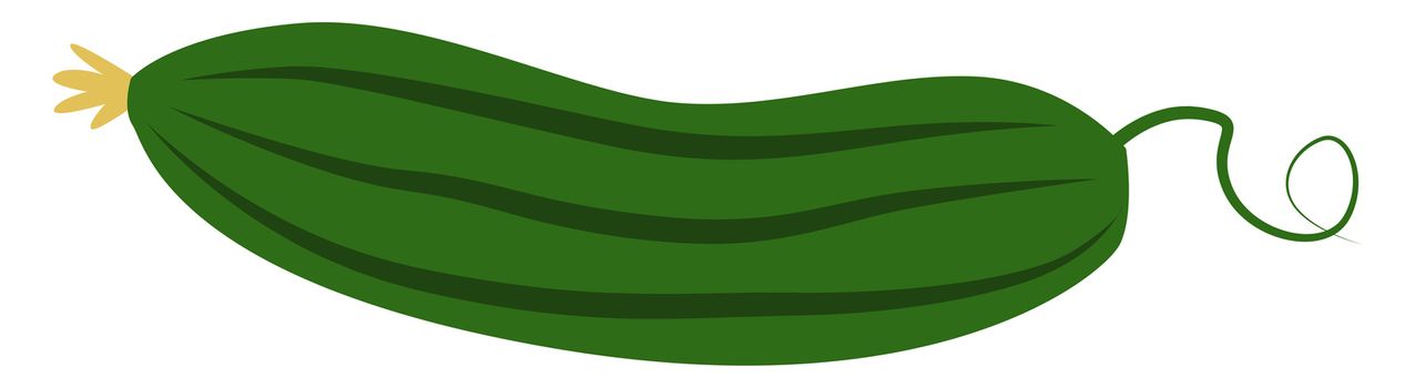 Green zucchini, illustration, vector on white background