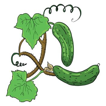Fresh cucumber , illustration, vector on white background