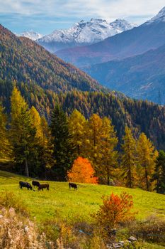 la salle in val aoste in italy