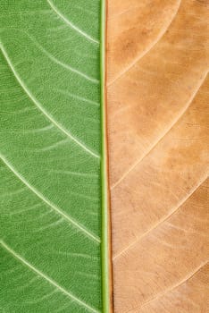 Macro photo of natural comparing green and dry leaf texture as background.