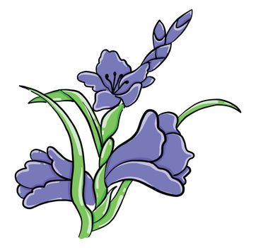 Gladiolus flower , illustration, vector on white background