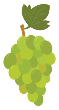 Green grapes , illustration, vector on white background