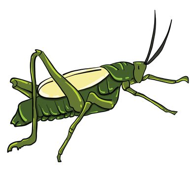 Grasshopper , illustration, vector on white background