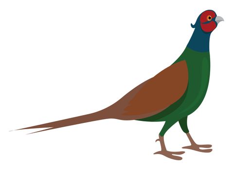 Green pheasant , illustration, vector on white background