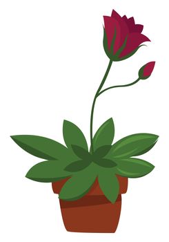 Home plant , illustration, vector on white background