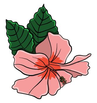 Hibiscus flower , illustration, vector on white background