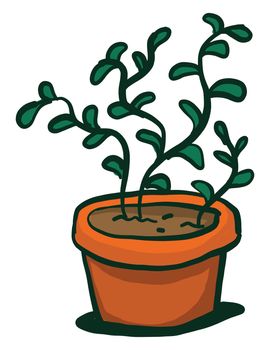 Jade plant in pot , illustration, vector on white background