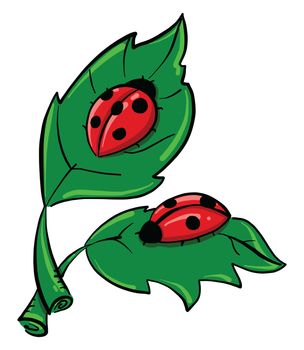 Ladybugs on leaves , illustration, vector on white background