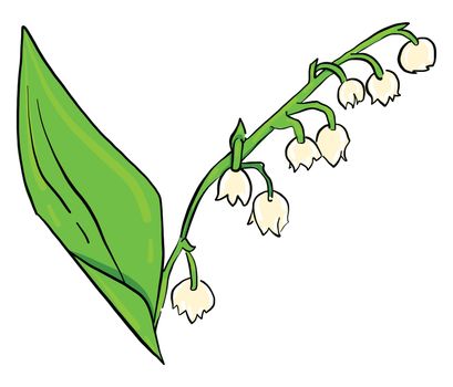 Lily of the valley , illustration, vector on white background