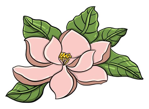 Magnolia flower , illustration, vector on white background