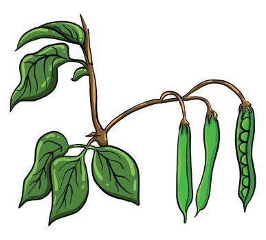Dry peas , illustration, vector on white background