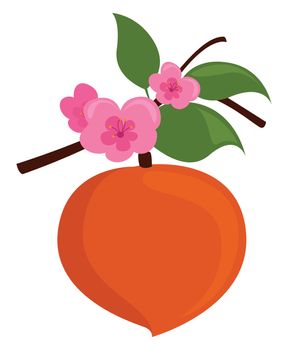 Peach blossom , illustration, vector on white background