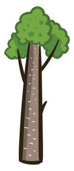 Pine tall tree , illustration, vector on white background