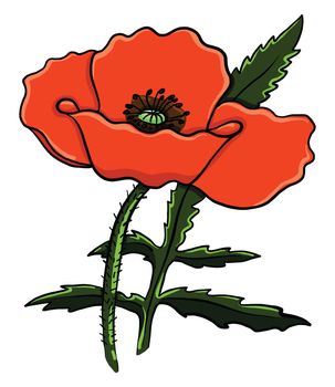 Red poppies flower , illustration, vector on white background