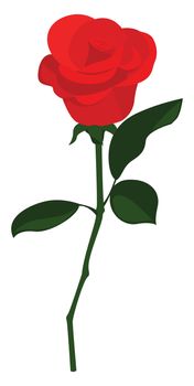 Red rose , illustration, vector on white background