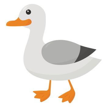 Seagull bird , illustration, vector on white background