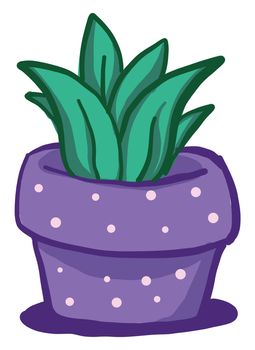 Plant in purple pot , illustration, vector on white background