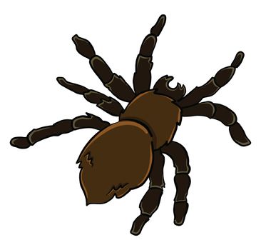 Black spider , illustration, vector on white background