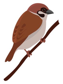 Sparrow on a branch , illustration, vector on white background