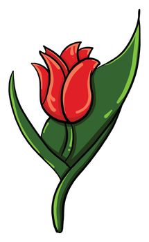 Red tulip flower , illustration, vector on white background