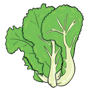 Green salad , illustration, vector on white background
