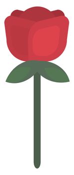 Red rose flower , illustration, vector on white background