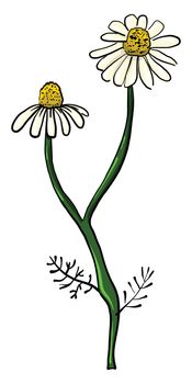 Two daisies flower , illustration, vector on white background