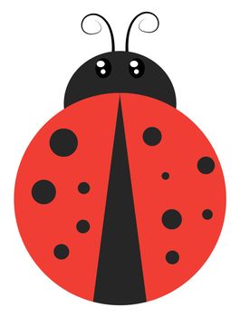 Ladybug flat, illustration, vector on white background