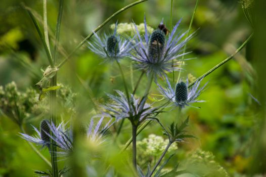 eryngium alpinum,pass of jaman,swiss