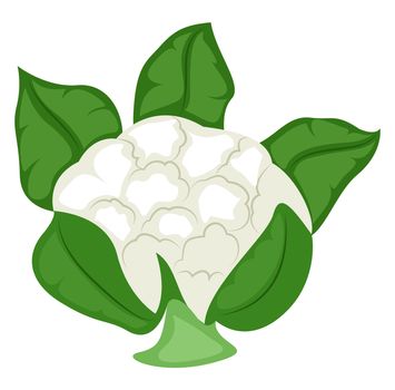 Fresh cauliflower, illustration, vector on white background