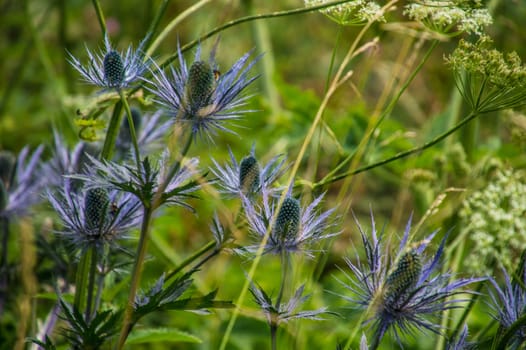 eryngium alpinum,pass of jaman,swiss