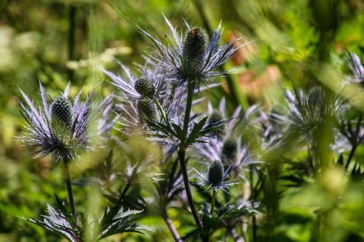 eryngium alpinum,pass of jaman,swiss
