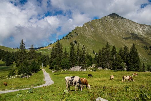 pass of jaman,swiss