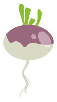 Fresh turnip, illustration, vector on white background