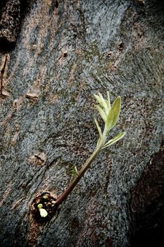 Shoots of eucalyptus branch on the trunk