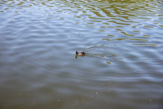 duck or mallard in the lake of piediluco province of terni