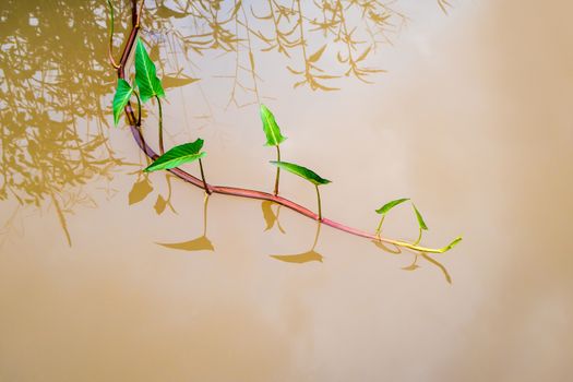 Shoots of morning glory floating on water in the canal