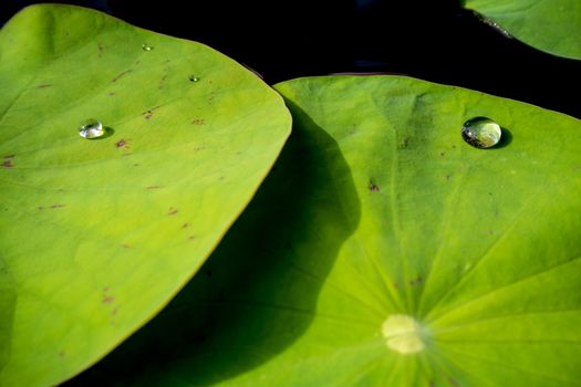 Water dew on lotus leaf