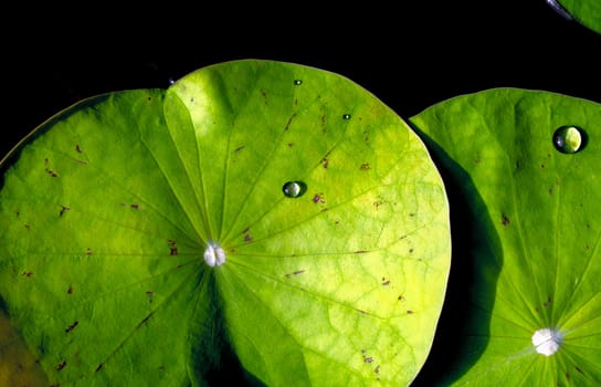 Water dew on lotus leaf