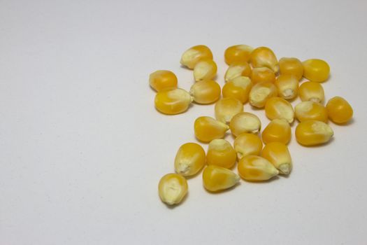 Raw yellow corn grains used for cooking popcorn