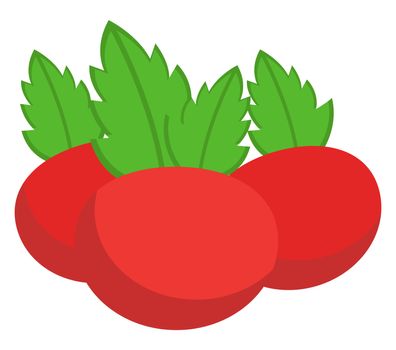 Fresh tomato, illustration, vector on white background