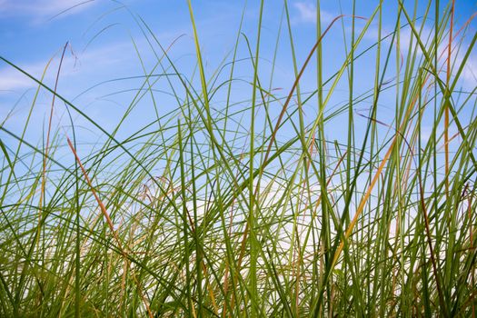 Freshness Vetiver Grass blade in the countryside