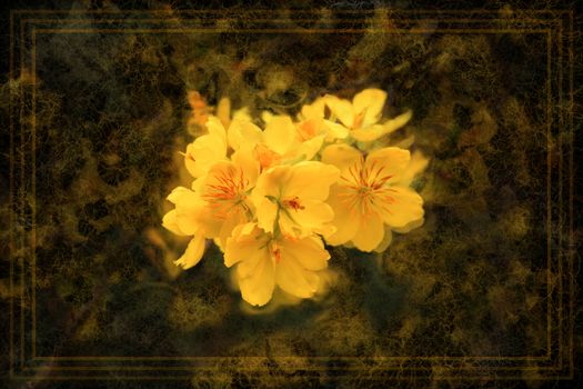 Old fashioned vintage greeting card background design with yellow apricot blossom flowers a border and aged background effect.