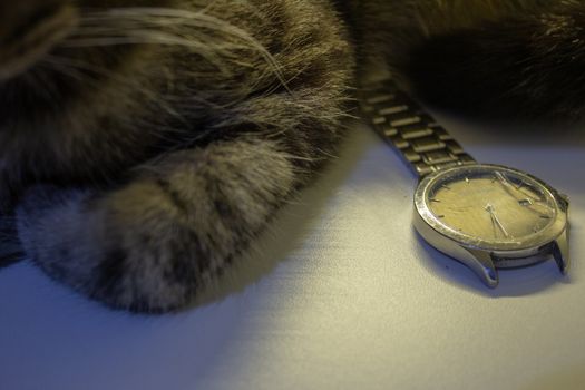 Broken wrist watch, with its glass shattered and damaged bracelet, next to a cat