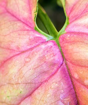 Texture and pink color on syngonium podophyllum leaf