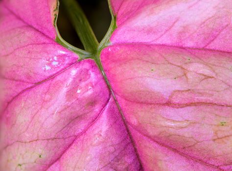 Texture and pink color on syngonium podophyllum leaf