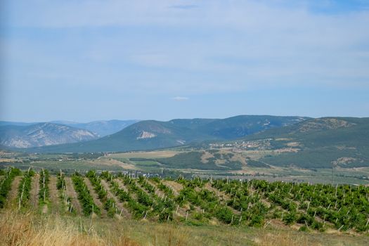 Fields with vineyards on trellises. a Hills with vineyards.