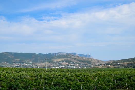 Fields with vineyards on trellises. a Hills with vineyards.