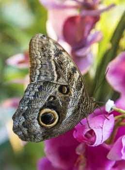 Caligo Eurilochus butterfly sitting on a pink flower